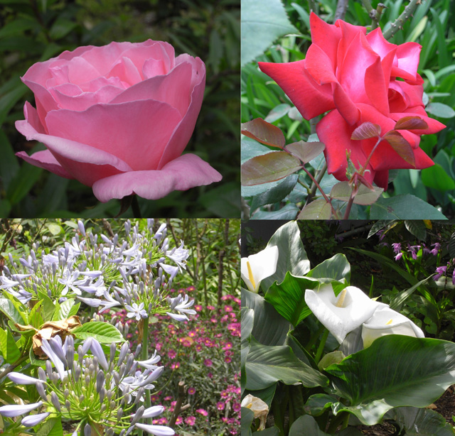 2010年　東京都杉並区　Aさんの庭