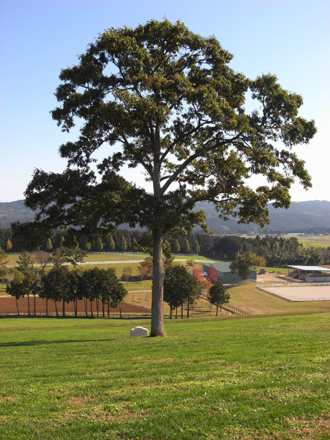 2010年　栃木県　愛馬慰霊碑